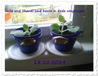 News von Ulla & Shandi von Ashanta in Berlin